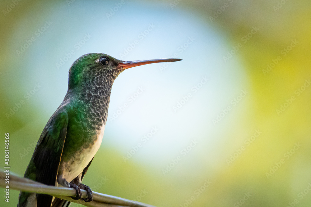 Um beija-flor pousado em um galho na Mata Atlântica, beija-flor-de-banda-branca / A hummingbird perched on a branch in the Atlantic Forest, Versicolored Emerald Um beija-flor pousado em um galho na Mata Atlântica, beija-flor-de-banda-branca / A hummingbird perched on a branch in the Atlantic Forest, Versicolored Emerald