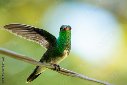 Um beija-flor pousado em um galho na Mata Atlântica, beija-flor-de-banda-branca / A hummingbird perched on a branch in the Atlantic Forest, Versicolored Emerald photo