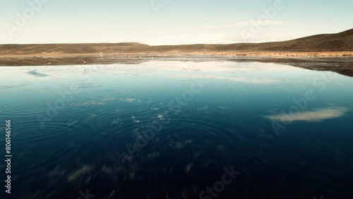 A Group of Patagonian Flamingos in the Lake photo