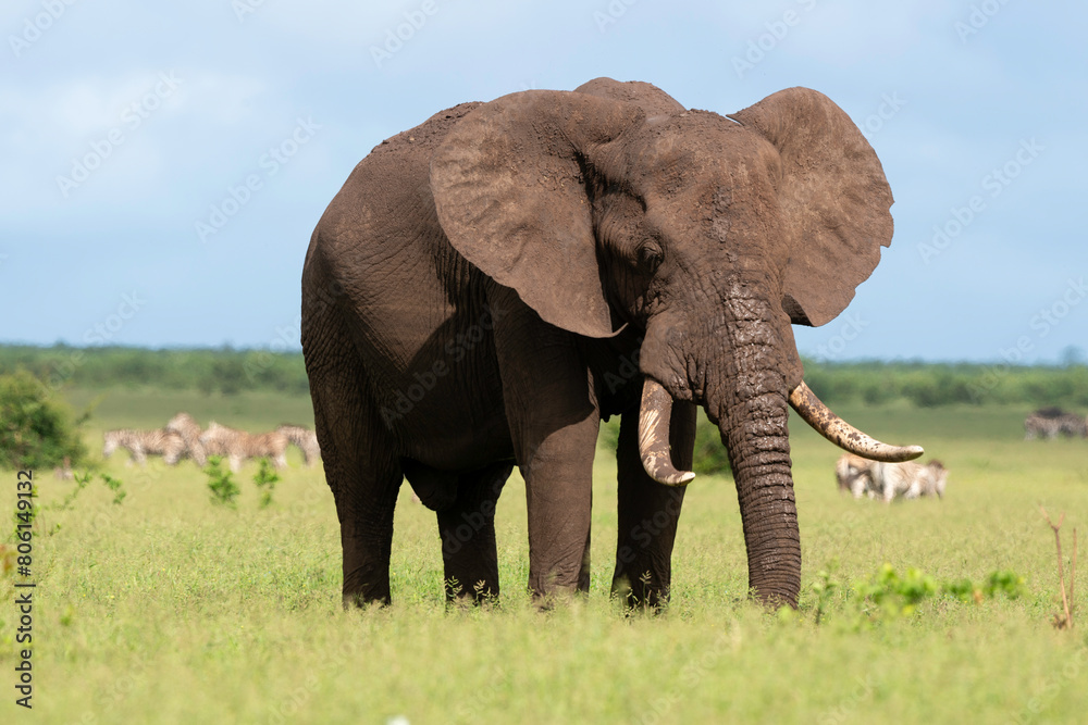 Éléphant d'Afrique, Loxodonta africana, Parc national Kruger, Afrique du Sud Éléphant d'Afrique, Loxodonta africana, Parc national Kruger, Afrique du Sud