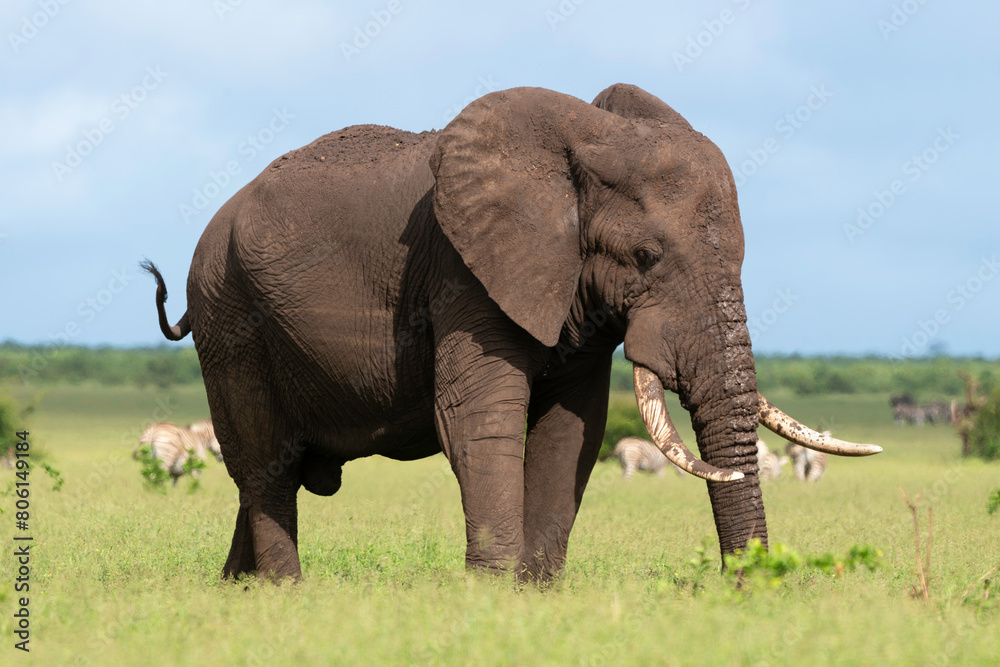 Obraz premium Éléphant d'Afrique, Loxodonta africana, Parc national Kruger, Afrique du Sud