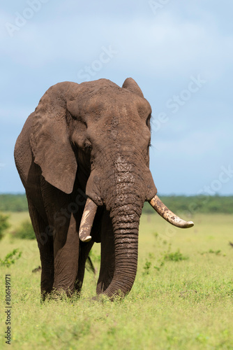 Éléphant d'Afrique, Loxodonta africana, Parc national Kruger, Afrique du Sud photo