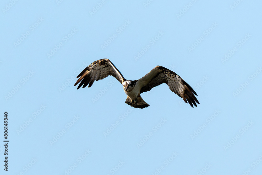 Obraz premium Balbuzard pêcheur, Pandion haliaetus, Western Osprey