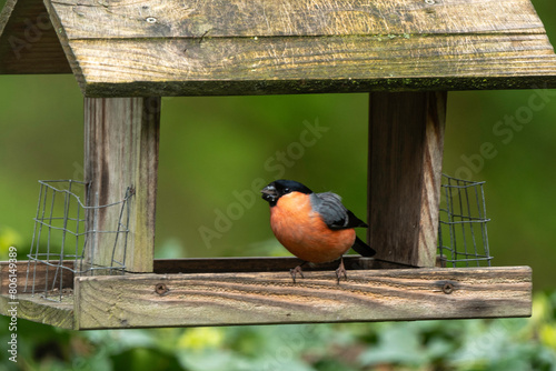 Bouvreuil pivoine,.Pyrrhula pyrrhula , Eurasian Bullfinch, Mâle photo