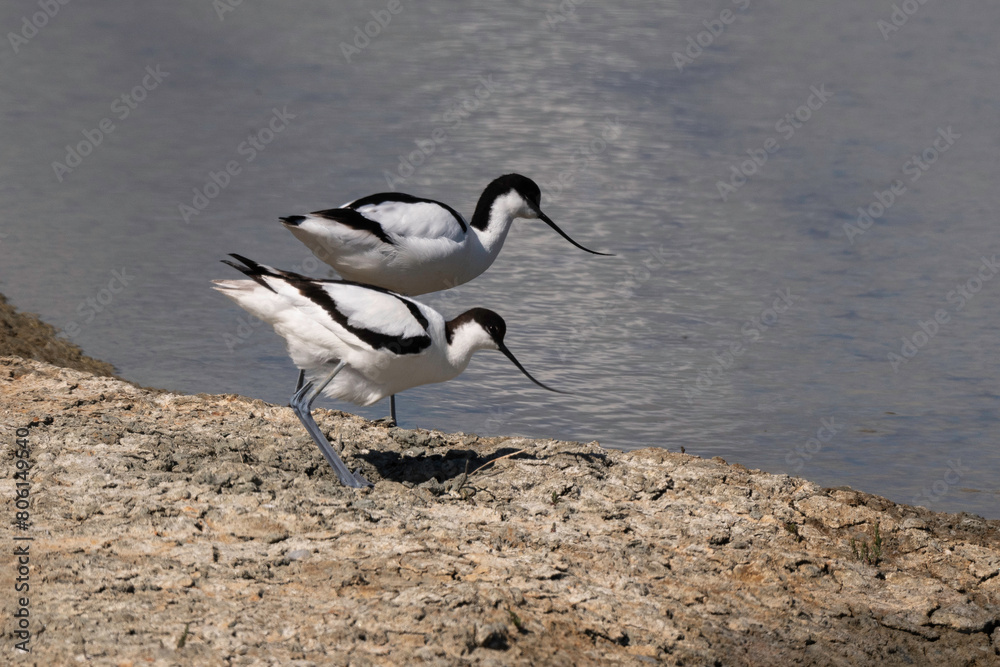Avocette élégante, Recurvirostra avosetta, Pied Avocet, nid, Marais salant, Guérande, 44, Loire Atlantique, France Avocette élégante, Recurvirostra avosetta, Pied Avocet, nid, Marais salant, Guérande, 44, Loire Atlantique, France