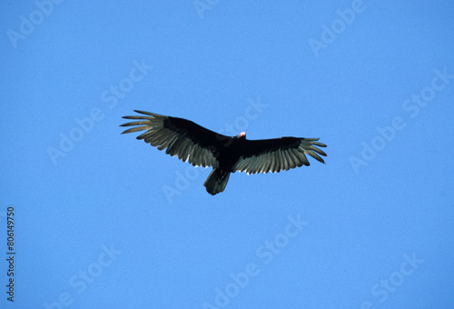 Vautour à tête rouge,  Urubu à tête rouge,.Cathartes aura, Turkey Vulture photo