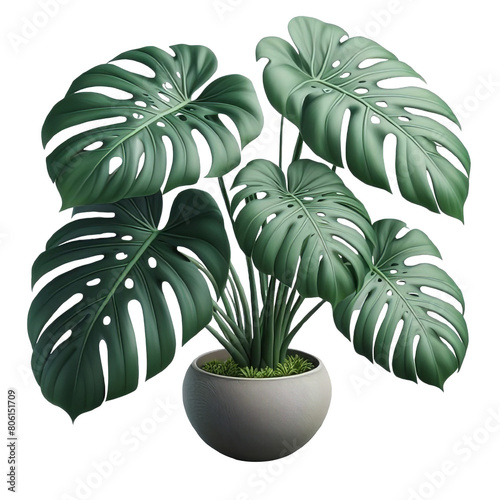 Monstera deliciosa png isolated on transparent background