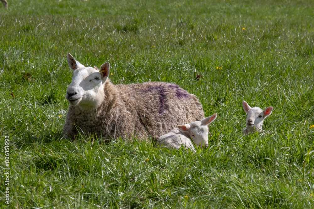 Obraz premium Ewes and lambs in a grassy field