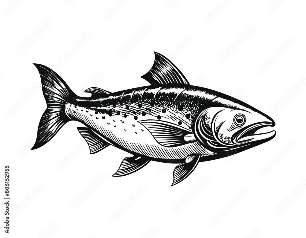 Fototapeta premium Salmon fish vintage engraved style drawing on white background, vector illustration