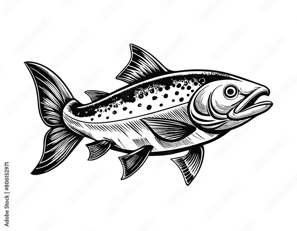 Fototapeta premium Salmon fish vintage engraved style drawing on white background, vector illustration