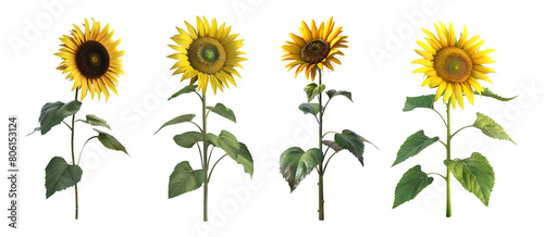 3D Rendering Pack of a Yellow Sunflower on Transparent Background - Ai Generated