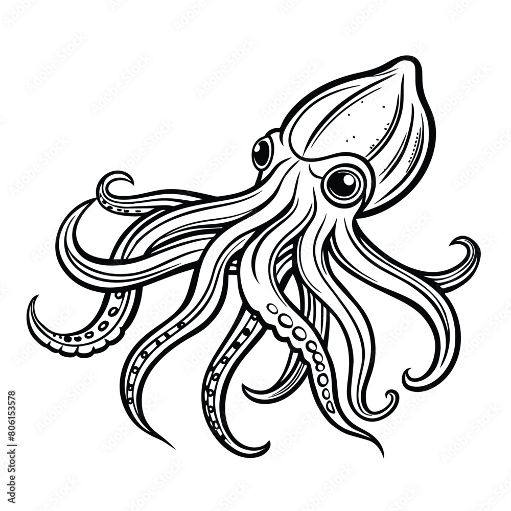 Calamary (squid) in outline sketch style on white background, vector illustration Calamary (squid) in outline sketch style on white background, vector illustration