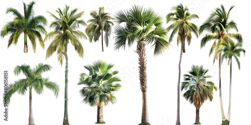 Tropical Palm Trees Botanical Illustration Exotic Flora Species Diversity isolated on white