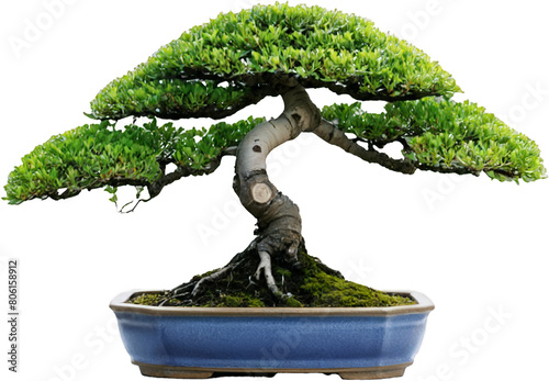 Bonsai TRee in Ceramic Bluc Pot photo