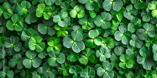 four leaf clover on green shamrock background