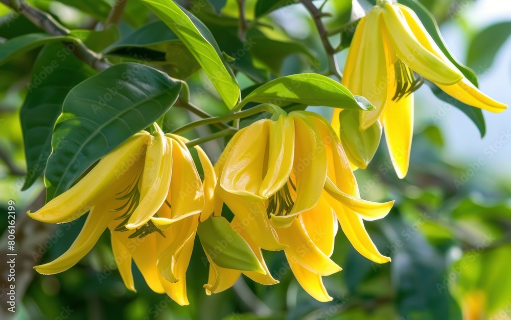 Obraz premium Vibrant Yellow Bell Flowers in Natural Light