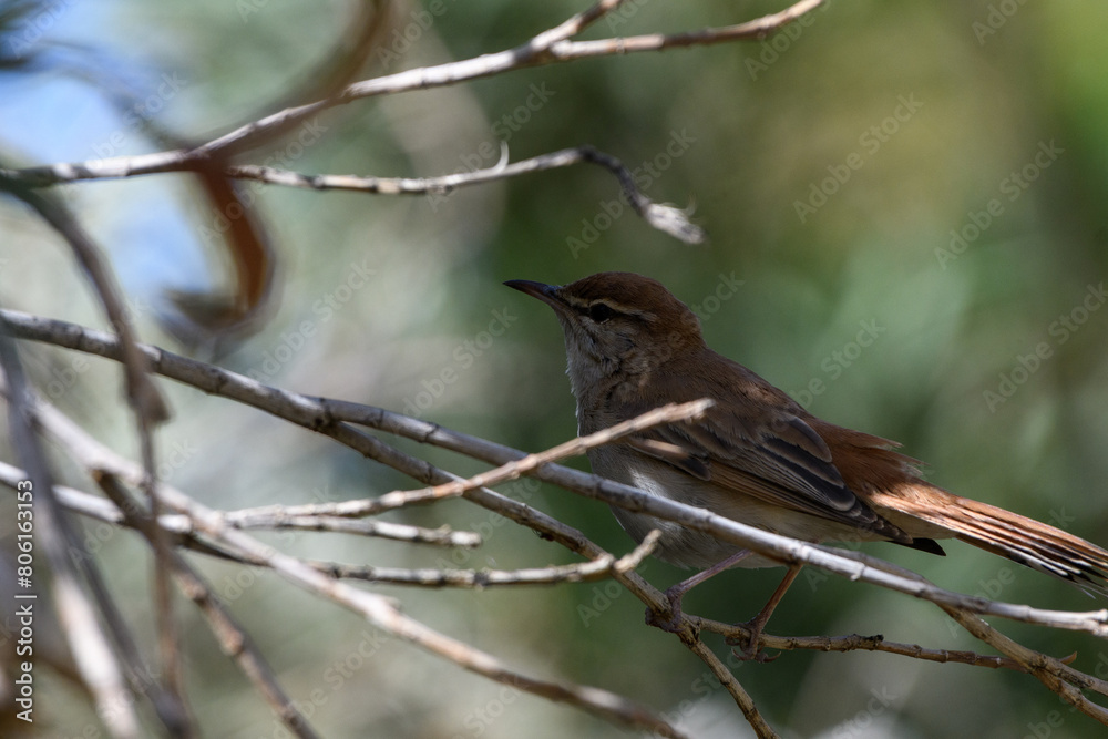 close-up shot of Rufous-tailed scrub robin
close-up shot of Rufous-tailed scrub robin