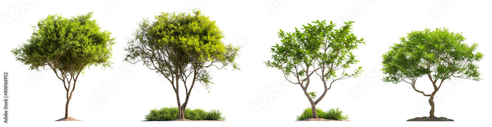 Set of transparent trees with soil in different styles isolated on white background, 3d rendering Set of transparent trees with soil in different styles isolated on white background, 3d rendering