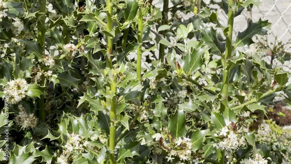 Lush Green Holly Bush with Prickly Leaves and Small White Flowers in Bloom Lush Green Holly Bush with Prickly Leaves and Small White Flowers in Bloom