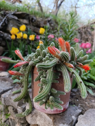 Chamaecereus silvestrii is a species of cactus from northwestern Argentina and Bolivia. it has been called the peanut cactus. photo