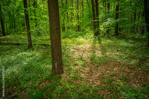 Sunlight in the green forest, view in eastern Poland