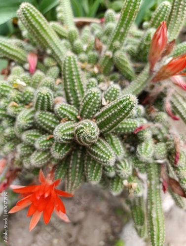 Chamaecereus silvestrii is a species of cactus from northwestern Argentina and Bolivia. it has been called the peanut cactus. photo