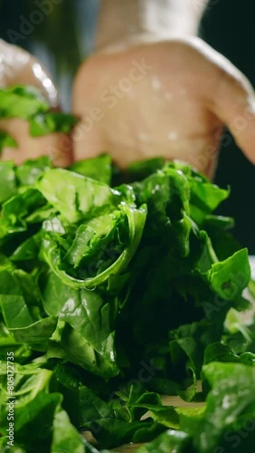 fresh spinach leaves close up vertical video. healthy food, salad ingredients. farm organic vegetables, fresh harvest, green leaves