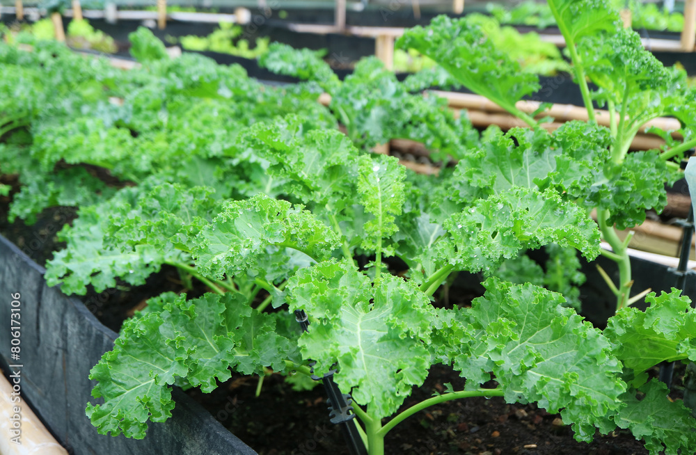 Closeup of Curly Kales in Rows Growing in the Greenhouse Closeup of Curly Kales in Rows Growing in the Greenhouse