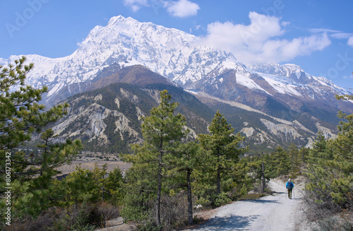 A mail tourist on a trail from village Ngawal to village Manang in the Annapurna Circuit trek, Nepal. Mountain chains at the background. Plantation of apple trees for wine industry in Manang valley.  photo