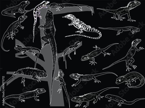 set of seventeen reptiles isolated on black photo