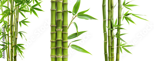 Panel kuchenny z motywem Bamboo plant,Isolated on a white background,