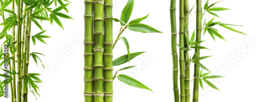 Obraz  z motywem Bamboo plant,Isolated on a white background,