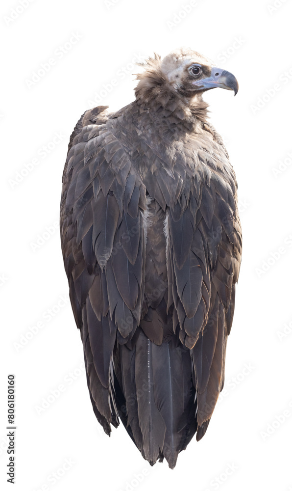 Obraz premium large Cinereous vulture isolated on white