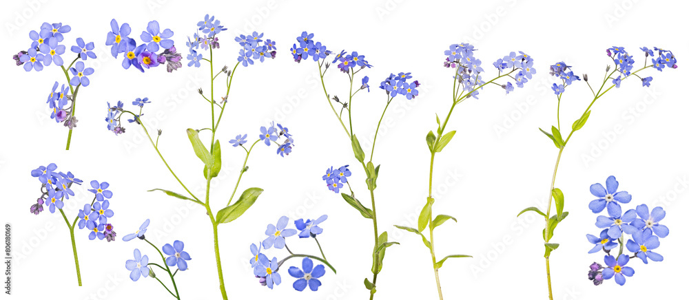 blue fine isolated ten bright forget-me-not branches