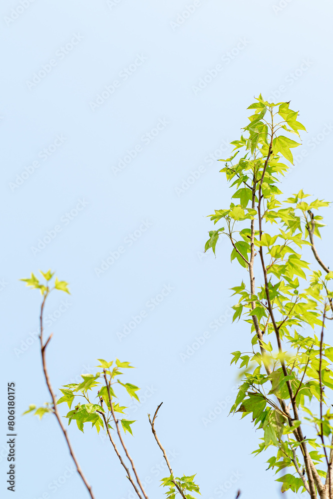 Beautiful green maple leaves and sunlight, maple tree growing in the garden of the house. Beautiful green maple leaves and sunlight, maple tree growing in the garden of the house.