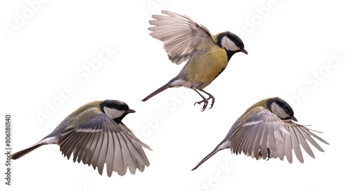small isolated three yellow tits in fast flight © Alexander Potapov
