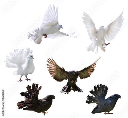 six isolated black and white pigeons with lush tails