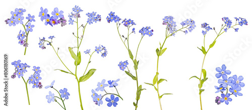 blue fine isolated ten bright forget-me-not branches © Alexander Potapov