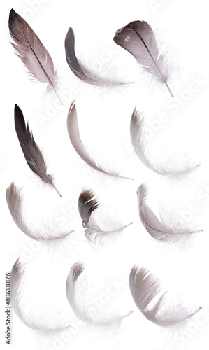 detailed twelve grey isolated feathers
