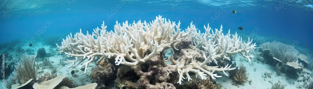 A scuba diver swims over a bleached coral reef.