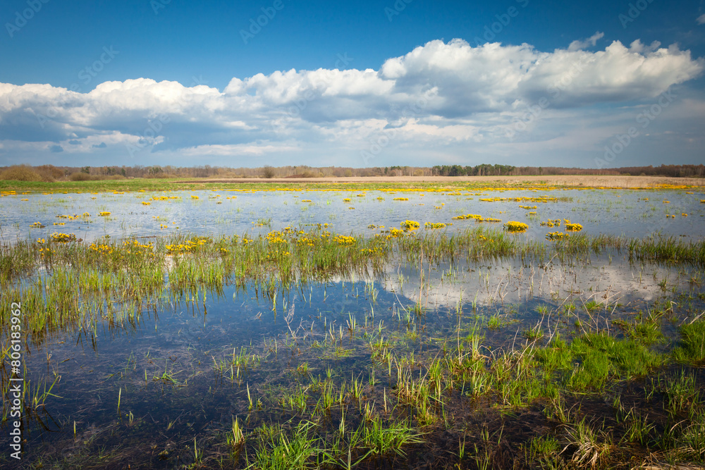 Flooded meadow with flowers, April view in Czulczyce, eastern Poland