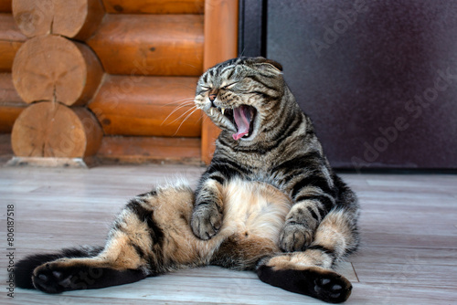 Funny pets. A cat sitting in an unusual pose.