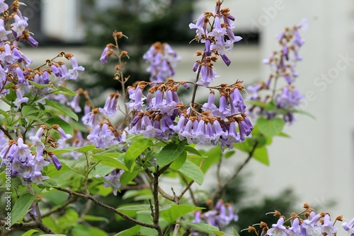 Paulownia tomentosa flowers on branches in spring on a blurred background