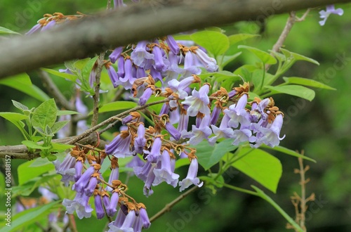 Paulownia tomentosa flowers on branches in spring on a blurred background