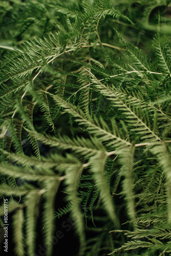 Bright green wild tropical plants. Natural exotic summer background