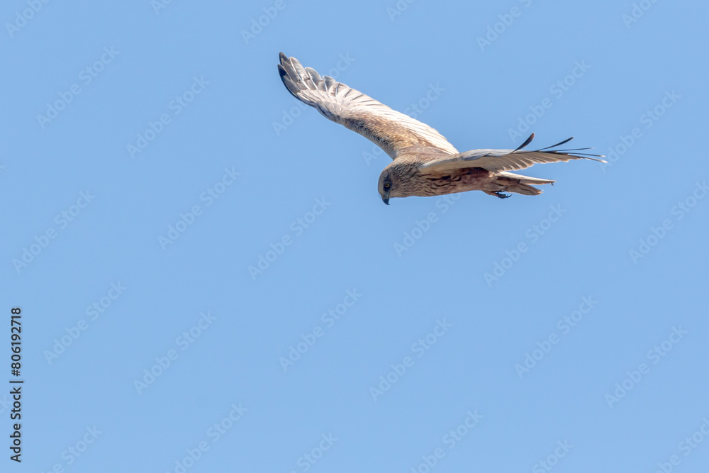 Eine Rohrweihe (Circus aeriginosus) im Flug Eine Rohrweihe (Circus aeriginosus) im Flug