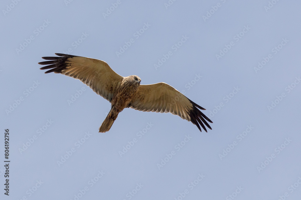 Eine Rohrweihe (Circus aeriginosus) im Flug