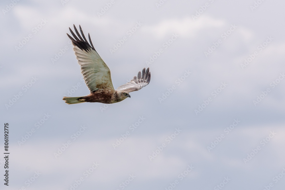 Eine Rohrweihe (Circus aeriginosus) im Flug