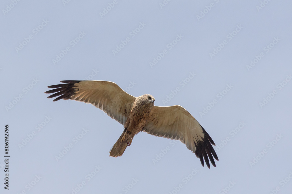Eine Rohrweihe (Circus aeriginosus) im Flug Eine Rohrweihe (Circus aeriginosus) im Flug