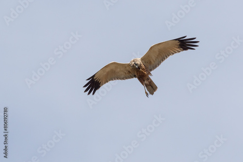 Eine Rohrweihe (Circus aeriginosus) im Flug